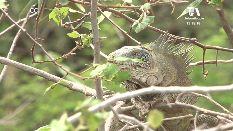 iguanas-quebrada-santa-elena