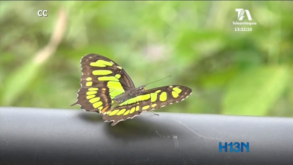 especies-mariposas -
