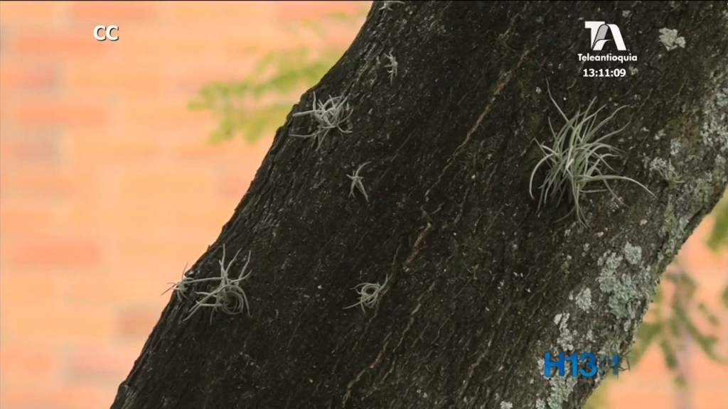 plantas_medidoras_aire -