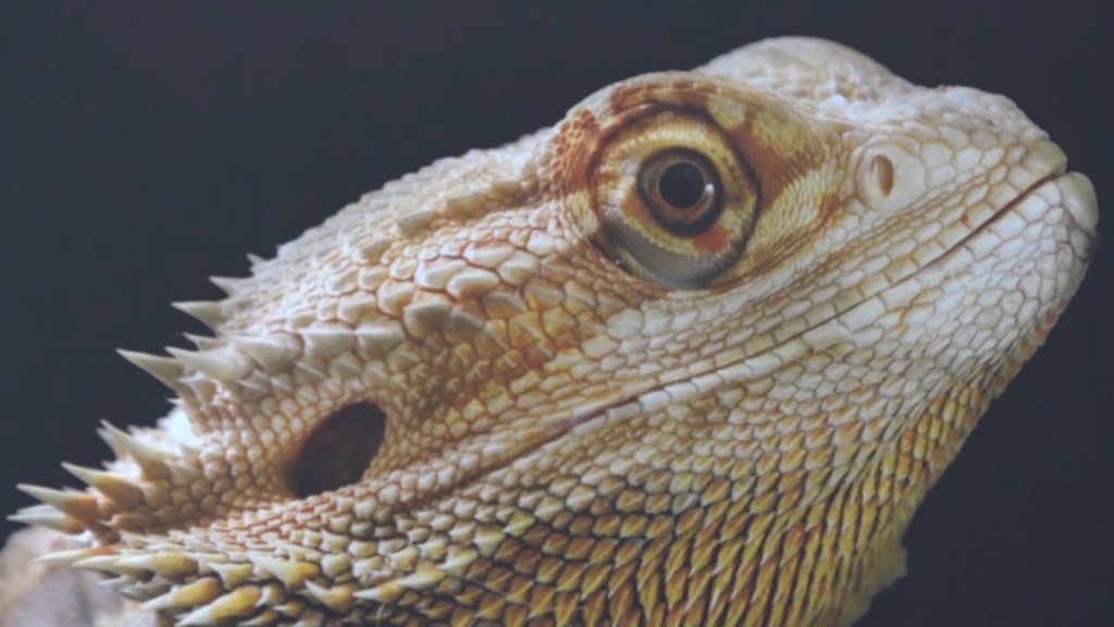 postre fotografia teatro wordpress