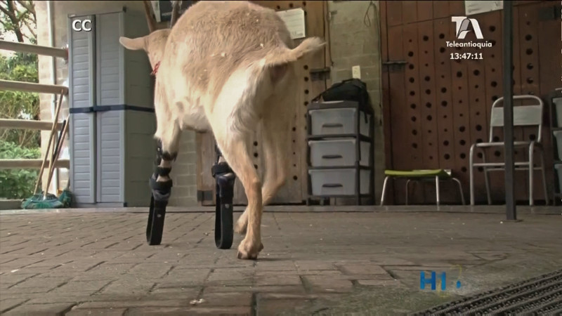 animales-abandono-ces