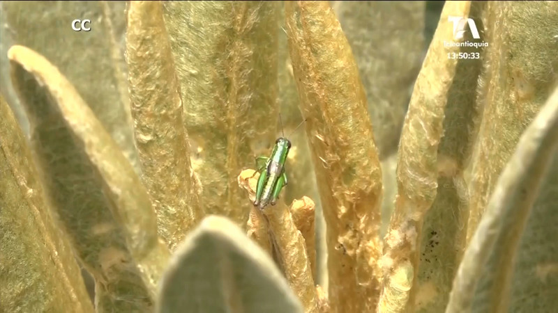 biodiversidad-antioquiabiodiversidad-antioquia