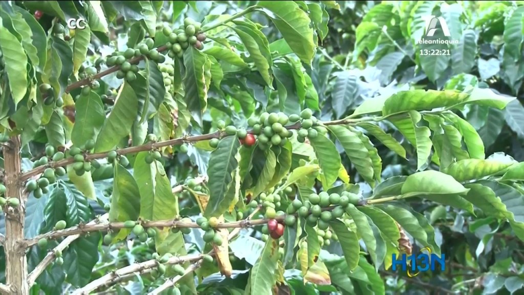 crisis_gremio_cafetero