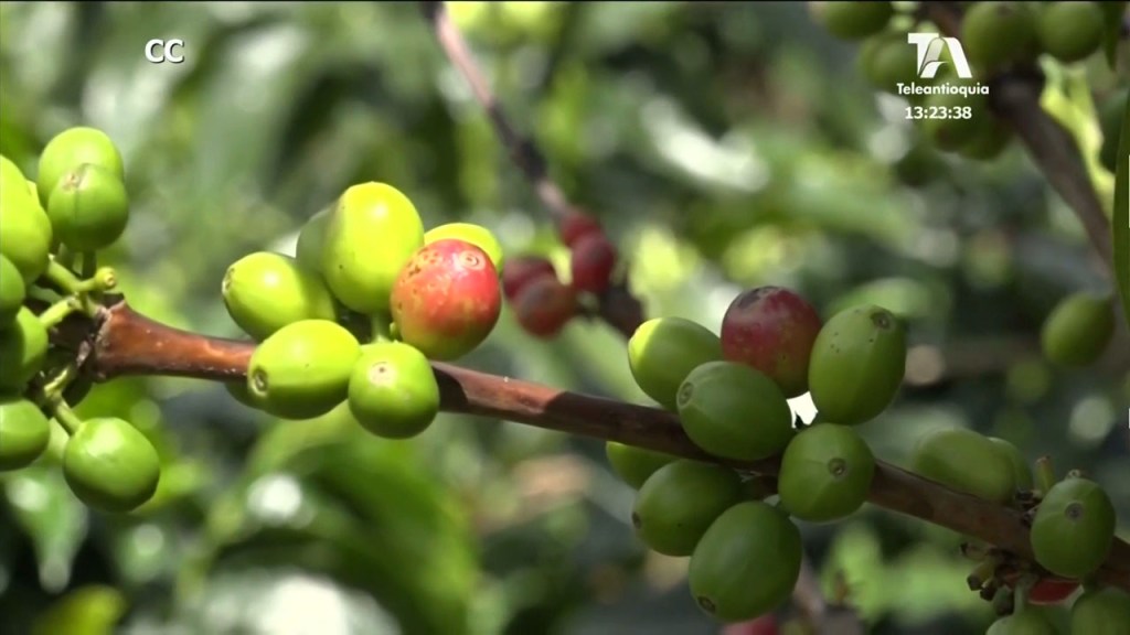 perdidas_caficultores