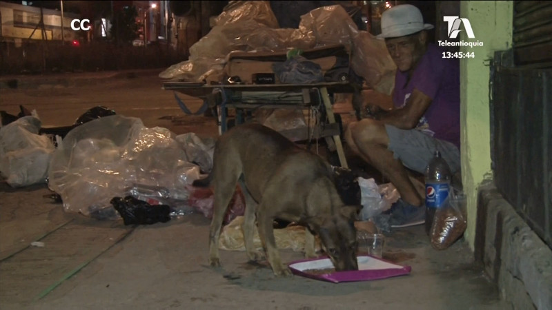 perros-callejeros