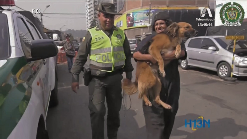perros-habitantes-de-calle