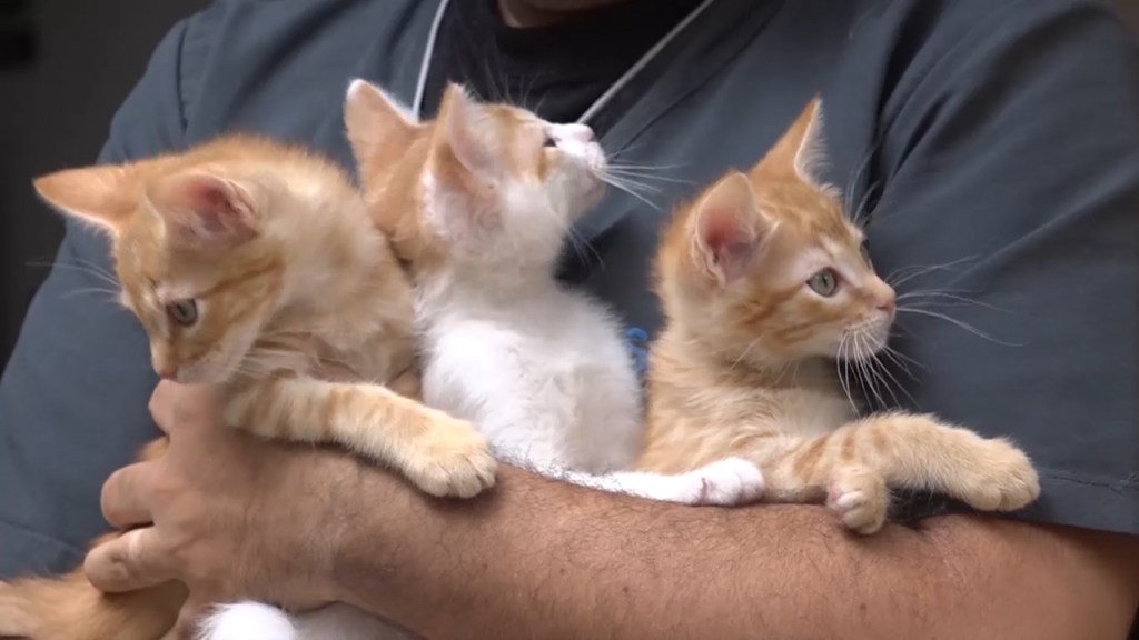 postre-salud-gatos-poesia