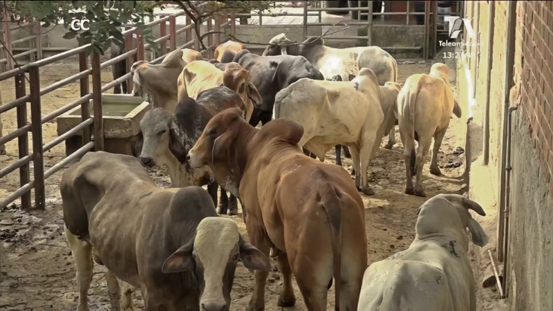 Secretaría de Agricultura de Antioquia firmó un acuerdo para la reactivación de plazas ganaderas agricultura-antioquia