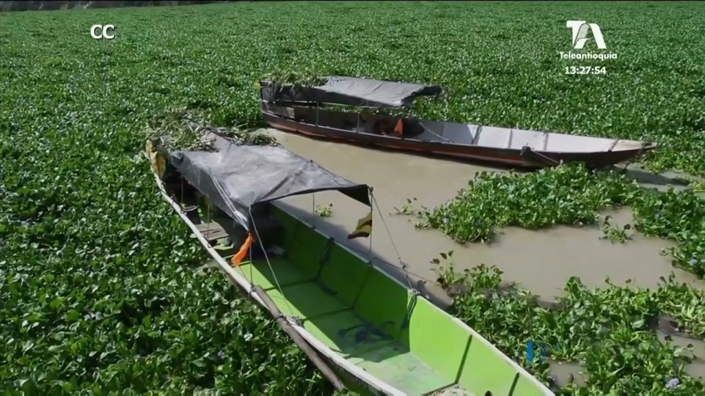 control_poliferecion -