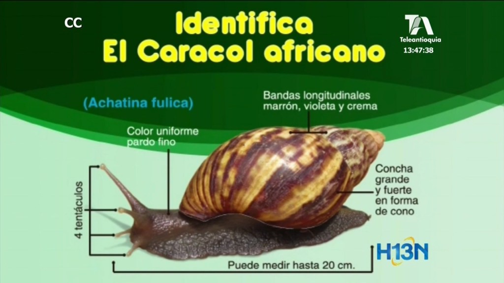 caracol