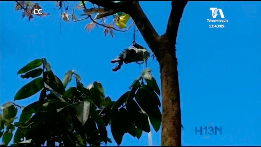 Parapentista estuvo colgado en un árbol de Cocorná