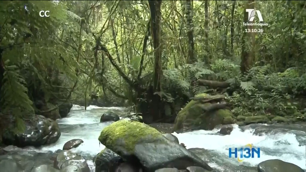 Comunidades afro e indígenas recibirán beneficios por ser guardabosques protectores de bosques