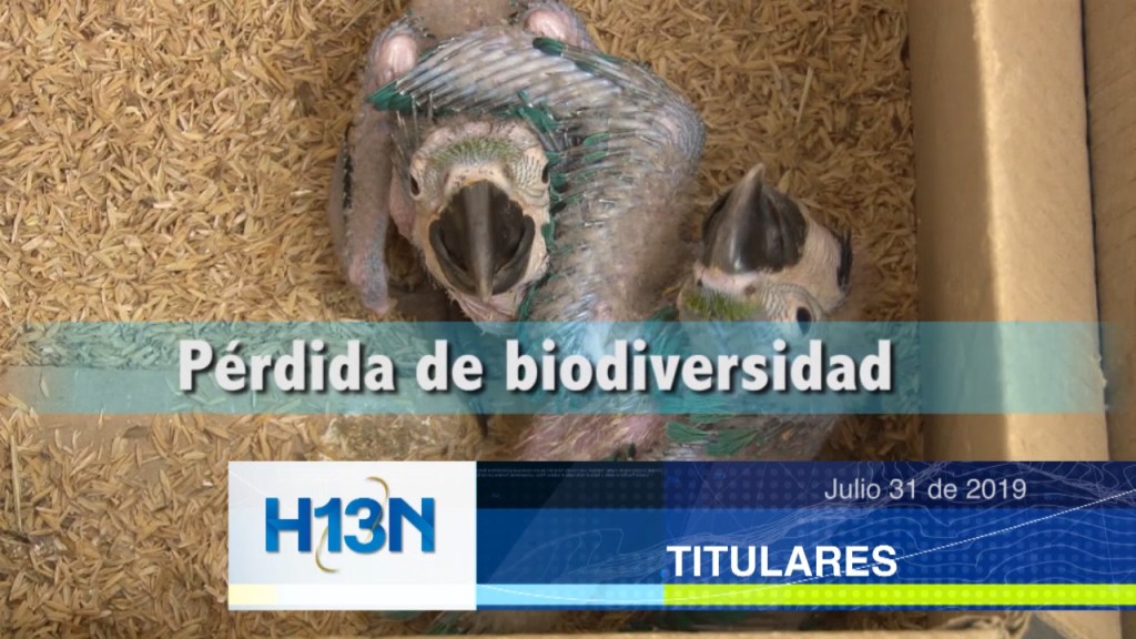 titulares 13