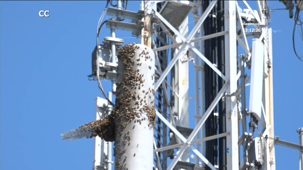 Operativo en San Javier para rescatar miles de abejas abejas