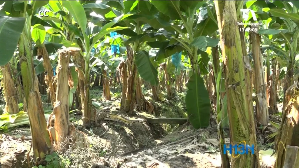 Emergencia nacional por presencia de hongo en plantaciones de banano de la Guajira emergencia