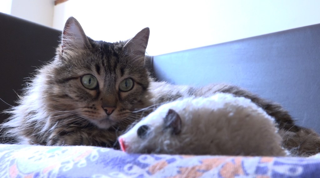 Consejos para evitar que sus gatos hagan daños en su hogar gatos1