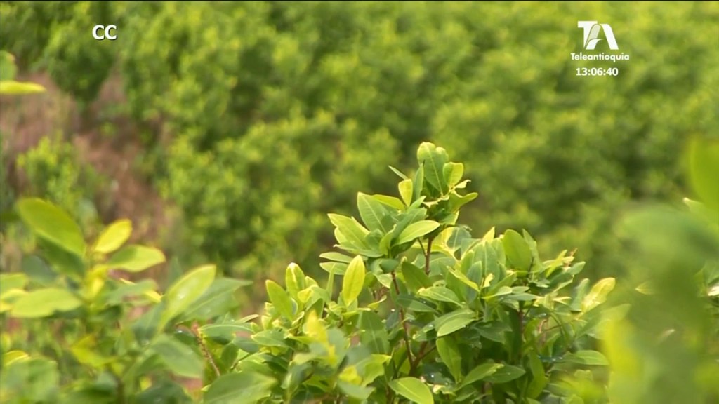 En Puerto Valdivia, hacen ajustes al plan de erradicación de cultivos ilícitos secretaria