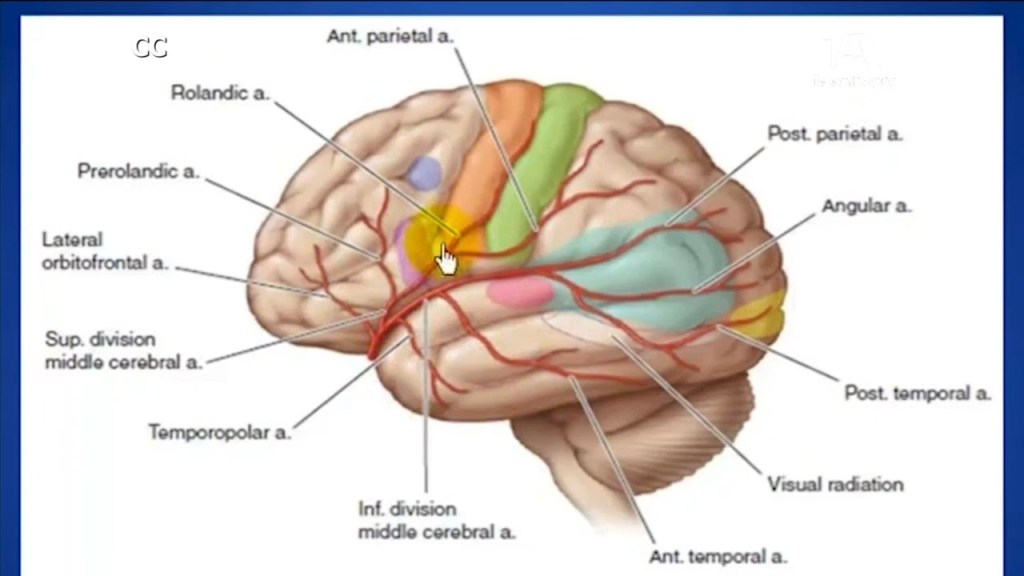 Neurólogos aseguran que es mito que solo se utiliza una parte del cerebro emisferios cerebro
