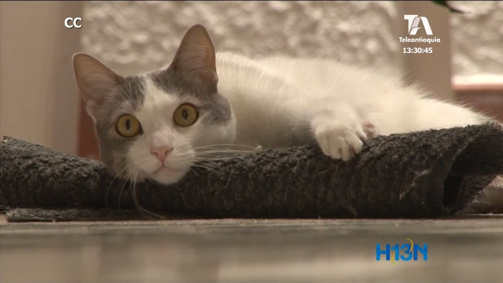 Las mascotas, seres vulnerables en esta época decembrina mascotas