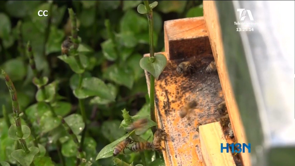 rescate abejas