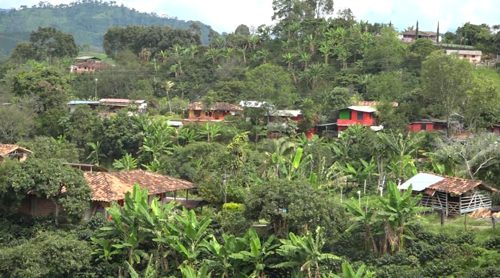 7 de cada 10 caficultores han sido extorsionados en Antioquia por grupos armados Extorsión caficultores