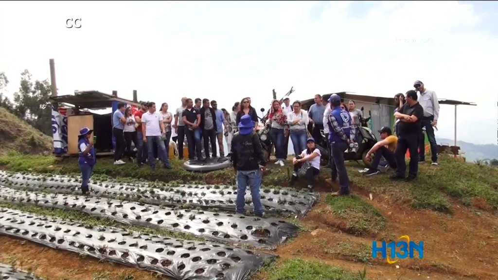 Desmovilizados de las AUC y víctimas del conflicto cosechan paz en Medellín stevia auc