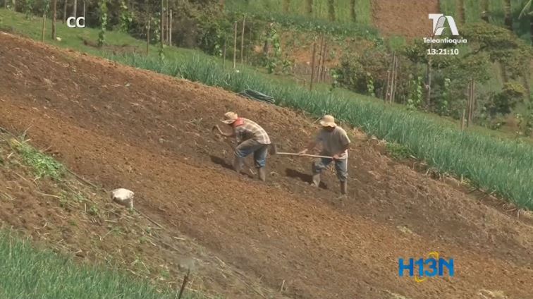 Estas son las medidas adoptadas frente a las heladas en el país agricultura