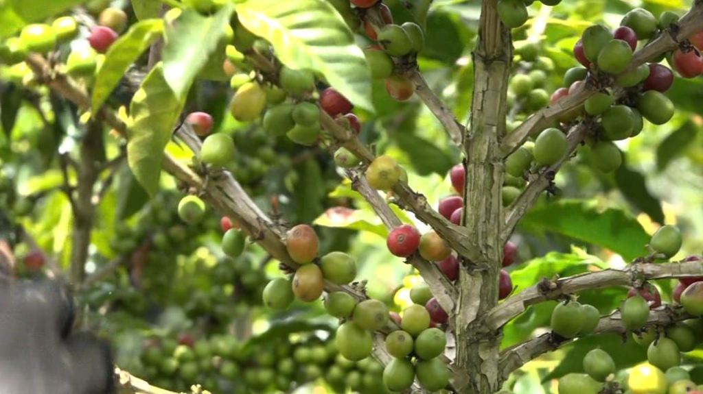 familias_caficultoras