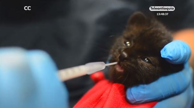 La policía rescató un tigrillo en una finca de El Retiro tigrillo 1