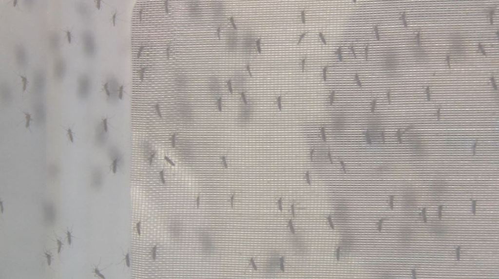 dengue_colombia