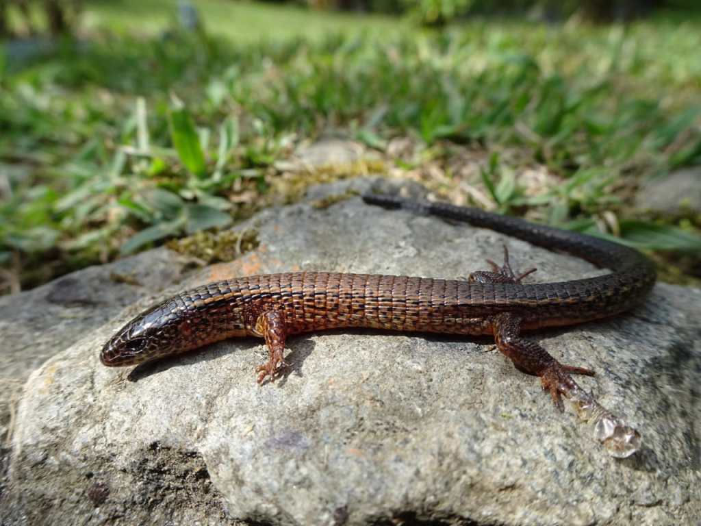 lagarto
