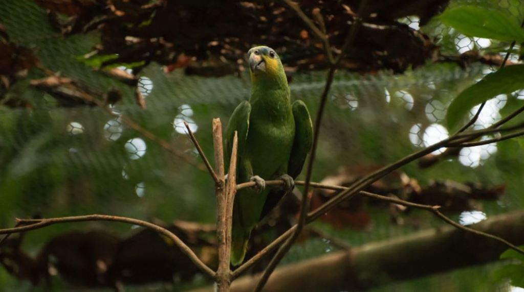 loras_fauna