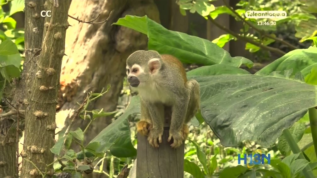 El Santa Fe pasará de zoológico a parque de conservación zoo_concejo