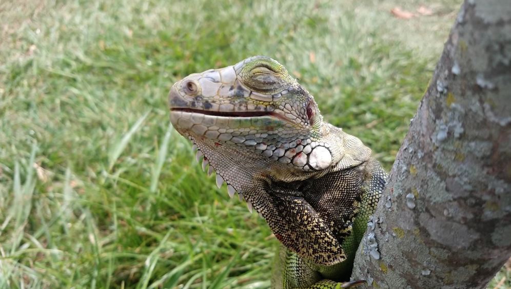 iguana_animal_fauna