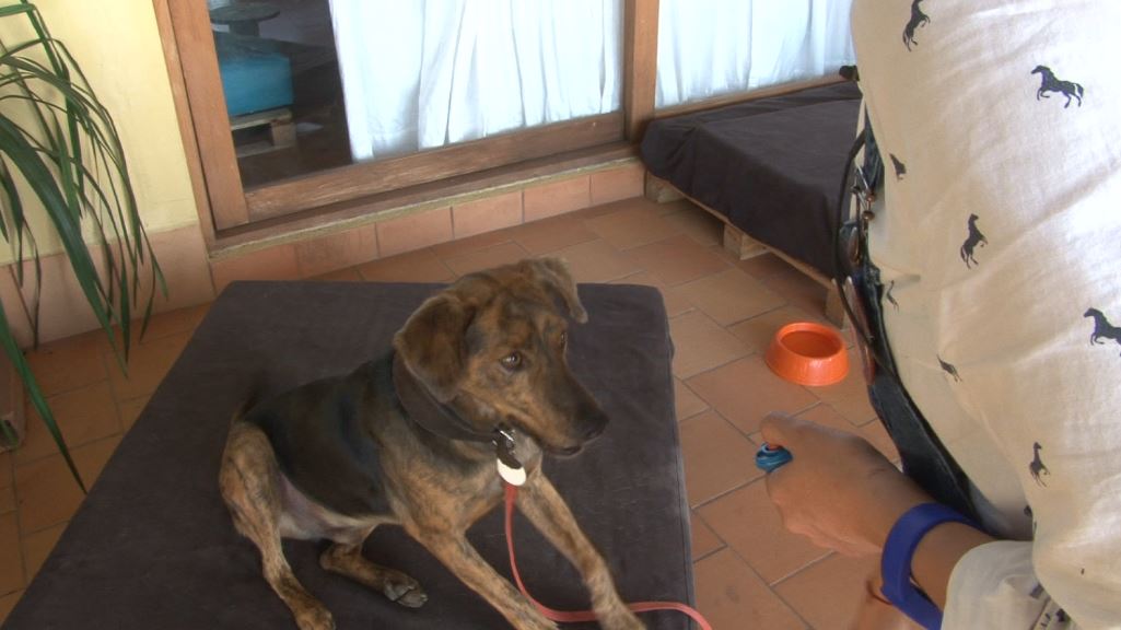 ¿Cómo mantener a sus mascotas activas esta cuarentena? mascotas_perro
