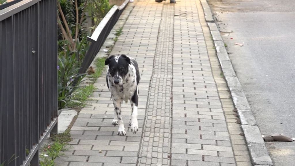 no_abandone_a_las_mascotas_en_esta_temporada_de_coronavirus