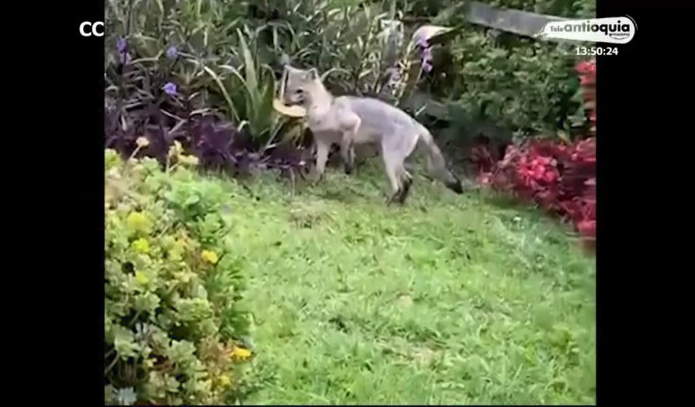 animales_aislamiento