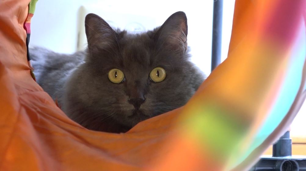 ¿Cómo detectar si su mascota tiene estrés en el confinamiento? mascotas