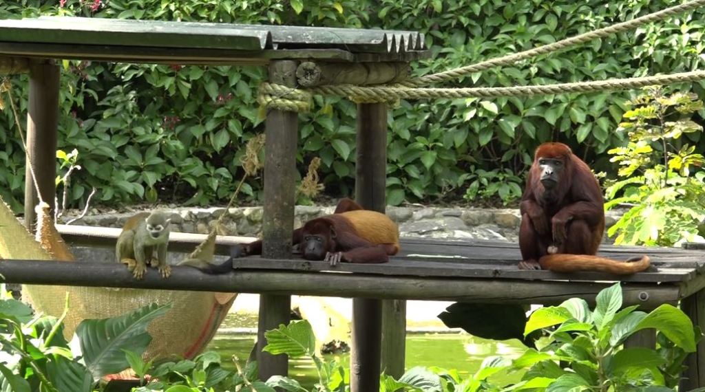 Zoológico Santa Fe pide donaciones para atender casi mil animales zoologico_santa_fe