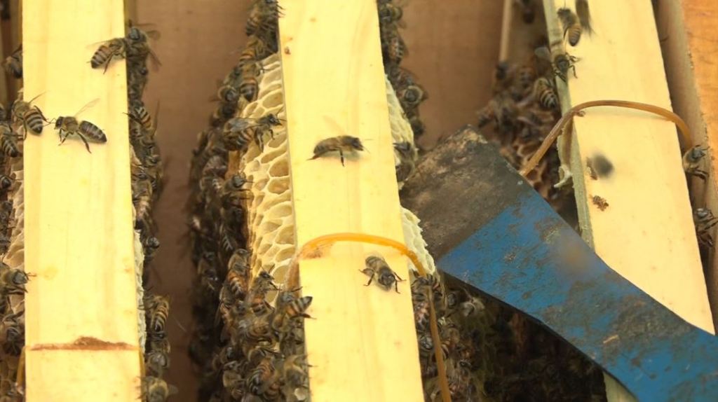 Señora de 72 años muere por atroz ataque de abejas