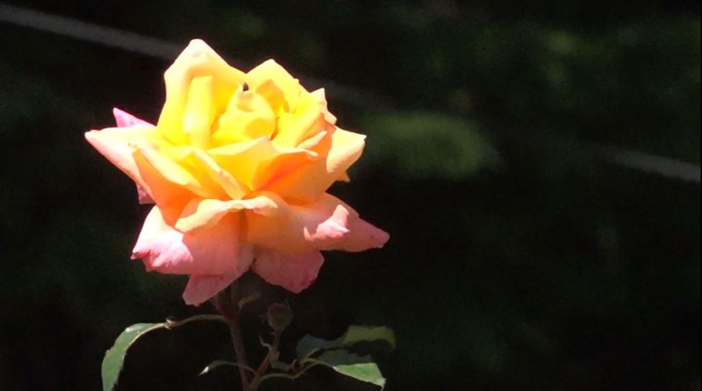 Ahora puede conseguir las flores de los silleteros a domicilio flores_madres_2