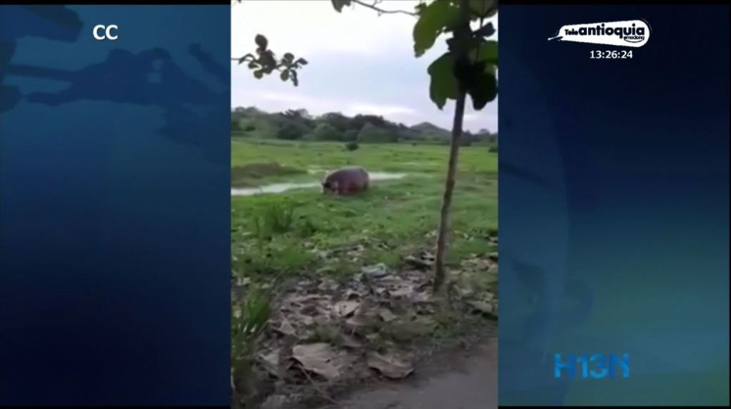 hipopótamo_puerto_trinfo