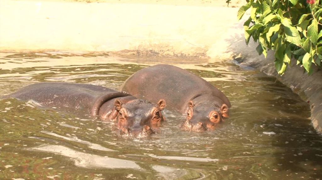 Se debate el futuro de los hipopótamos en el Magdalena Medio hipopótamos_magdalena_medio
