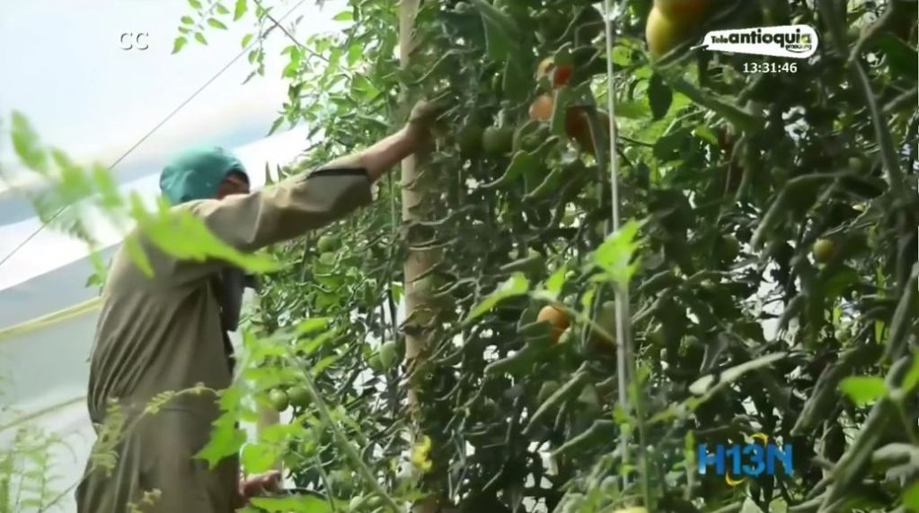 jericó_siembra_alimentos