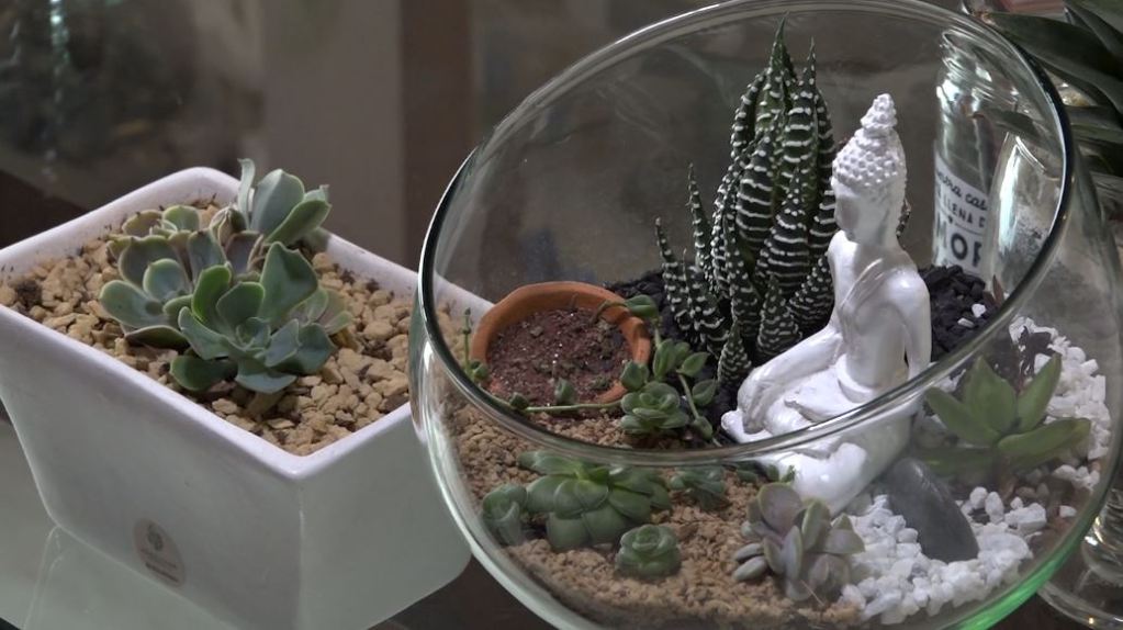 haga_un_terrario_en_casa
