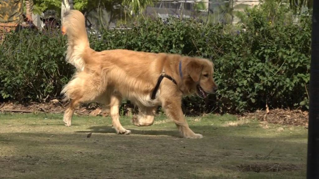 ¿Cómo tratar la agresividad de su mascota? mascota