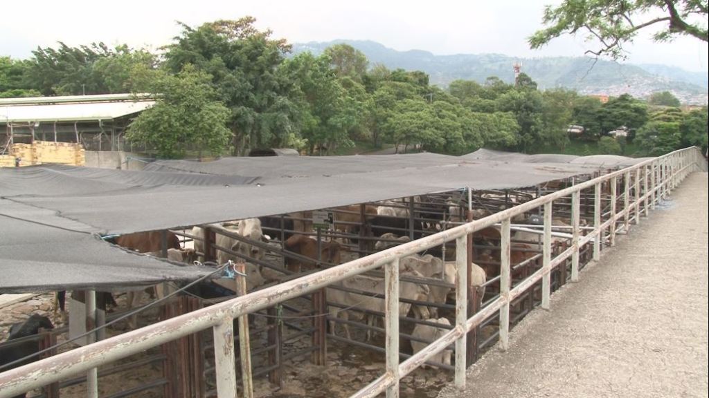 brotes_feria_del_ganado