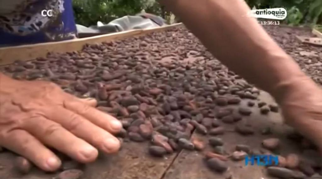 corantioquia_café