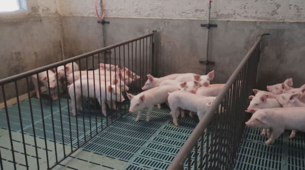 porcicultores