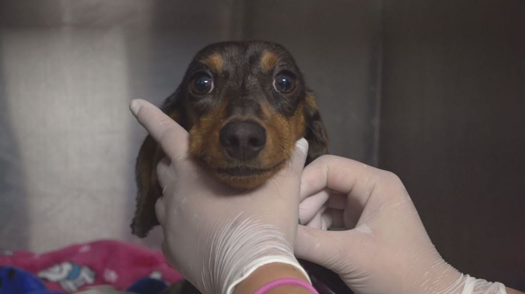 mascotas_hospitalización